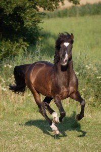 Obrazek