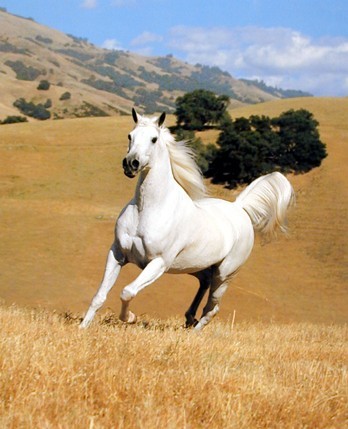 Obrazek